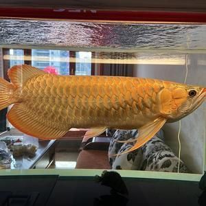 1.2缸养金龙鱼（1.2米的鱼缸适合养金龙鱼吗） 祥龙水族滤材/器材 第2张