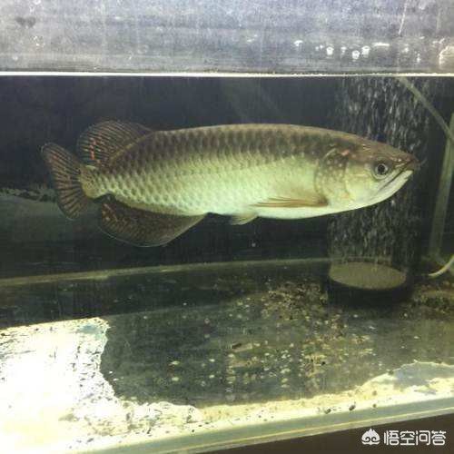 1.2缸养金龙鱼（1.2米的鱼缸适合养金龙鱼吗） 祥龙水族滤材/器材 第3张