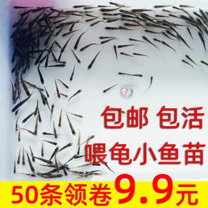 18厘米龙鱼喂什么饲料（18厘米的龙鱼喂养方法） 祥龙水族滤材/器材 第2张