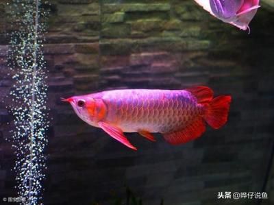 15公分左右红龙鱼怎么养（红龙鱼的饲养方法） 祥龙水族滤材/器材 第2张