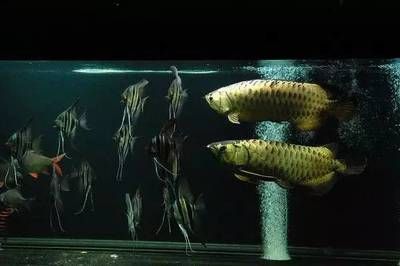 1米方缸养龙鱼（1米方的鱼缸适合养龙鱼吗？） 祥龙水族滤材/器材 第1张