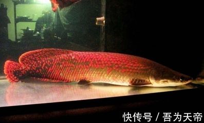 15厘米的龙鱼吃什么食物（15厘米的龙鱼吃什么比较好） 祥龙水族滤材/器材 第1张