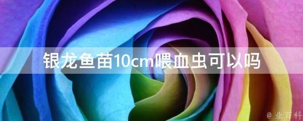 10厘米银龙鱼苗好养吗（10厘米左右银龙鱼好养吗）