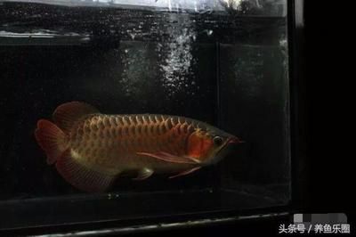 黄化银龙鱼怎么养才能活得久一些（黄化银龙鱼的饲养方法） 水族问答