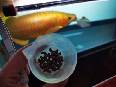 雷龙鱼和锦鲤（养雷龙鱼和锦鲤哪个更容易成功？） 水族问答