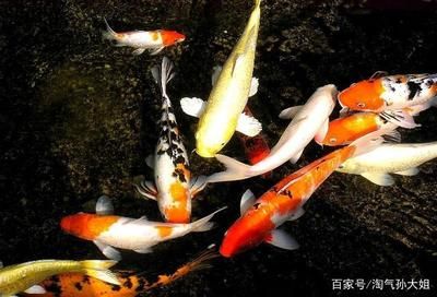 观赏鱼治疗肠炎最有效的方法（治疗观赏鱼肠炎的方法） 水族主题相关 第4张