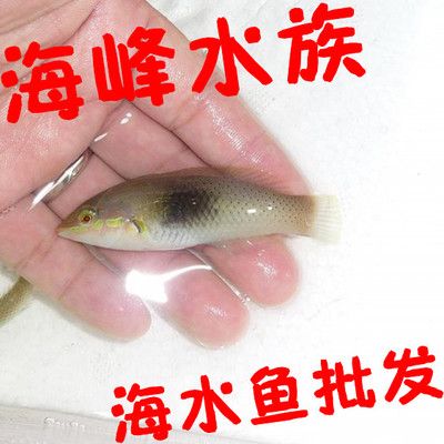 海鱼观赏鱼好养吗（海鱼观赏鱼的养护技巧难度相对于淡水观赏鱼的养护技巧）