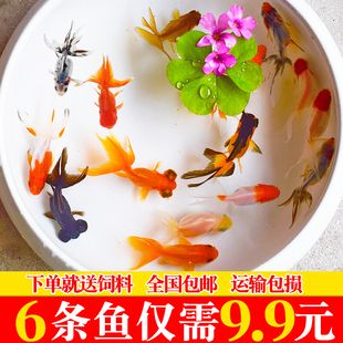 草金鱼饲料哪个牌子好（草金鱼的饲养技巧） 水族主题相关 第4张