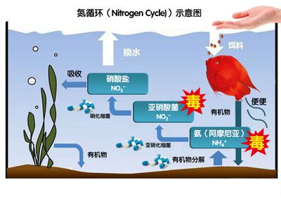 amf硝化细菌怎么样（amf硝化细菌的具体信息，养鱼人士用了这么多年的硝化细菌） 元宝凤凰鱼专用鱼粮 第4张