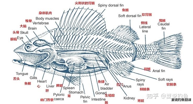 观赏鱼需要氧气吗（关于观赏鱼的氧气供应） 绿皮皇冠豹鱼 第3张