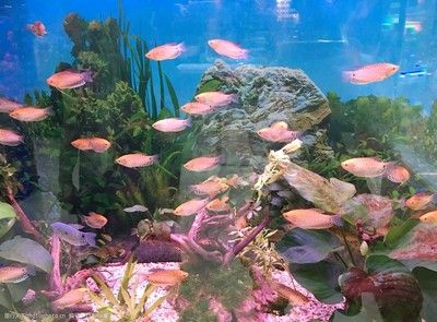 观赏鱼水族馆照片（观赏鱼水族馆是一个充满生机和活力的地方）