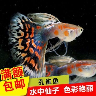 观赏鱼出售可以退换么吗（关于观赏鱼健康的问题） 其他品牌鱼缸 第2张