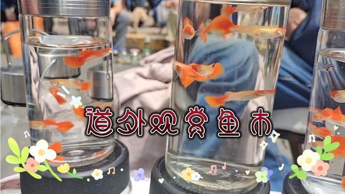 汉川哪有观赏鱼卖的地方（汉川市鱼多多水族金鱼店观赏鱼品种大揭秘水族箱养护秘籍） 光特亿 第2张