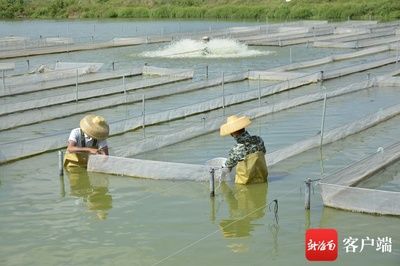 海南观赏鱼有哪些品牌（根据搜索结果整理海南观赏鱼品牌推荐） 非洲金鼓鱼 第4张