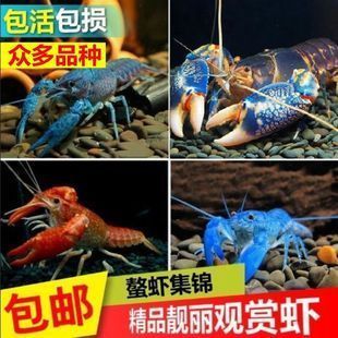 广东水族批发市场有哪些品种虾（广东水族批发市场中常见的虾品种） 祥禾Super Red红龙鱼 第4张