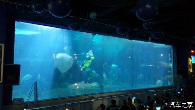 广州最大的水族馆在哪里（广州最大水族馆广州水族馆开放时间排名1.） 水草 第2张