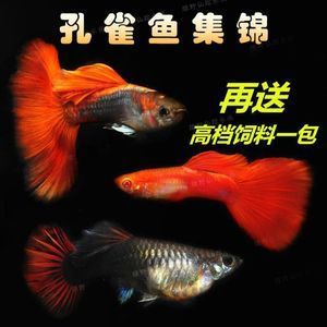 观赏鱼集锦（观赏鱼的起源与发展） 白子关刀鱼苗 第3张