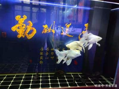 观赏鱼加盟店哪家好一点（观赏鱼加盟店如何选择） 水族周边 第4张