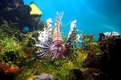 海洋馆观赏鱼（上海海洋馆观赏鱼的养护技巧观赏鱼技巧观赏鱼的养护技巧） 奈及利亚红圆点狗头 第3张