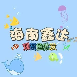 海南观赏鱼渔场排名前十名（海南观赏鱼养殖技术揭秘） 泰庞海鲢鱼 第1张