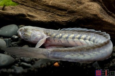 银龙鱼和曼龙鱼混养（关于银龙鱼和曼龙鱼混养的问题） 水族问答