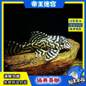 帝王迷宫异型鱼怎么分公母（帝王迷宫异型鱼的公母） 水族杂谈 第1张