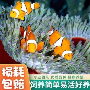 观赏鱼海水鱼好养吗视频（揭秘海水观赏鱼的养护秘籍）