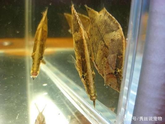 观赏鱼食物中毒（养鱼新手指南：观赏鱼食物中毒的主要症状包括但不限于以下几点） 大日玉鲭鱼 第4张