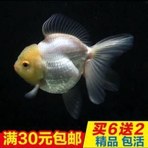 淡水小型观赏鱼排行榜最新（淡水小型观赏鱼排行榜） 定时器/自控系统 第1张