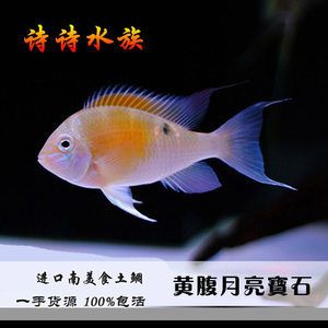 关刀鱼多少钱一条（关刀鱼价格范围） 鱼缸等水族设备 第4张