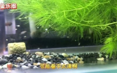 花草观赏鱼苗现在哪卖好（如何在淘宝网购买观赏鱼苗） 斯维尼关刀鱼 第1张