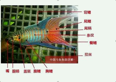 观赏鱼斗鱼可以养几条（斗鱼的饲养技巧） 一方水族 第2张