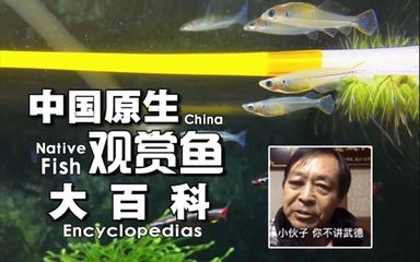 观赏鱼大百科视频播放（观赏鱼大百科系列之观赏鱼）