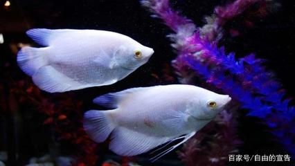 好看的海水观赏鱼（海水观赏鱼的养护） 海水鱼 第3张