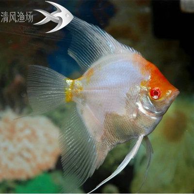 海南淡水观赏鱼有哪些品种（海南淡水鱼品种介绍） 鱼缸风水 第1张