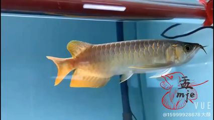 龙鱼烂肉烂鳞怎么回事（龙鱼烂肉烂鳞怎么办？） 水族问答