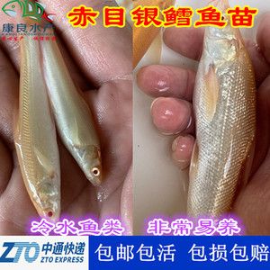 观赏鱼可以快递吗（观赏鱼可以快递吗？观赏鱼快递的注意事项） 朱巴利鱼苗 第4张