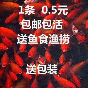 花草观赏鱼吃什么（花草观赏鱼的饲料选择） 祥龙水族滤材/器材 第1张