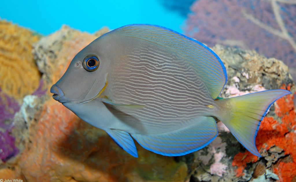 海水观赏鱼有哪些种类（初学者如何养护海水观赏鱼）