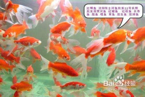 龙鱼掉眼是什么样子的图片（龙鱼掉眼是什么样子的） 水族问答 第3张