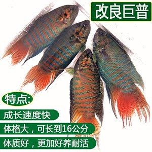 观赏鱼生意怎么能做的更好呢英语（toimprovethebusinessofsellingornamentalfish） 祥龙蓝珀金龙鱼 第4张