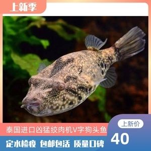 淡水河豚观赏鱼好养吗（淡水河豚观赏鱼的养护方法） 其它水族用具设备 第2张