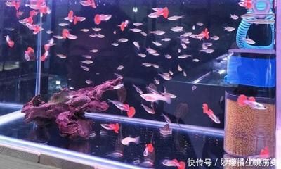 观赏鱼集体死亡原因是什么（观赏鱼死亡的原因） 水族问答 第3张