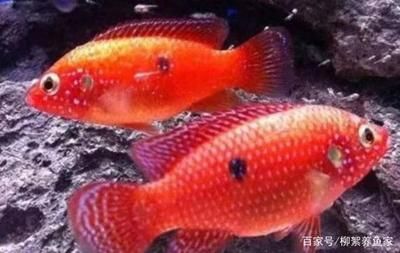 观赏鱼集体死亡原因是什么（观赏鱼死亡的原因） 水族问答 第1张