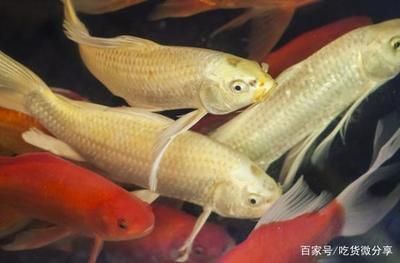 龙鱼是什么样的鱼（关于龙鱼的问题） 水族问答 第3张