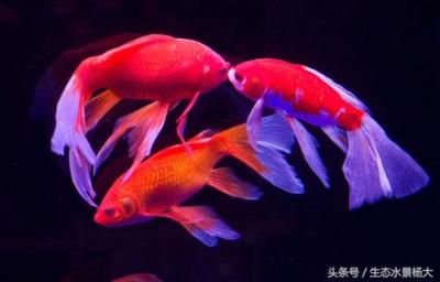 龙鱼是什么样的鱼（关于龙鱼的问题） 水族问答 第4张