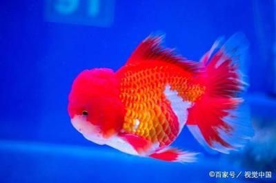 观赏鱼很容易死（养鱼新手入门指南） 鱼缸等水族设备 第4张