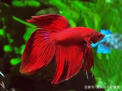 观赏鱼很容易死（养鱼新手入门指南） 鱼缸等水族设备 第3张