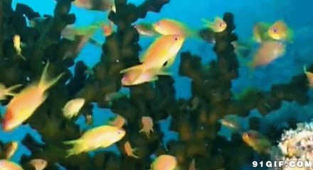 海水观赏鱼难养吗视频（海水观赏鱼的养护秘籍） 铁甲武士 第4张