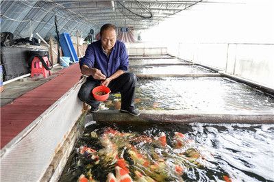 观赏鱼产业化发展思路（《观赏鱼养殖技术》） 朱巴利鱼苗 第3张